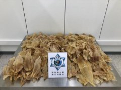 澳门永利官方网两男子携41公斤未检疫干花胶过境 澳门海关依法